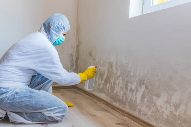 Licensed Attic Mold Removal service in Fairfax, MN - WQB Mold Removal