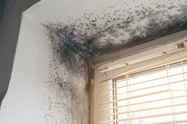 Affordable Attic Mold Removal solutions in Fairfax, MN