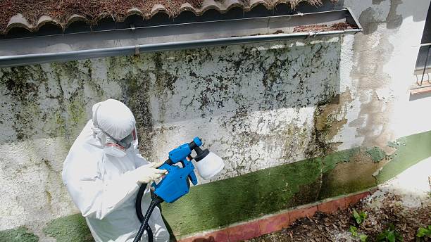 Top rated local Attic Mold Removal specialists in Fairfax, MN